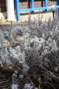 Lavandula angustifolia ′Rosea′ - Winter Habit