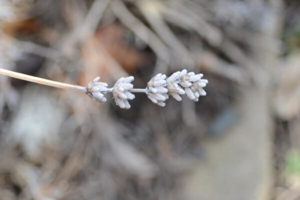 Lavandula angustifolia ′Rosea′ - Old Flower