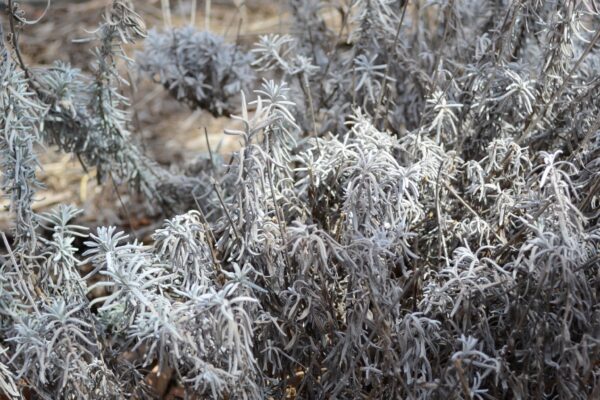 Lavandula angustifolia ′Rosea′ - Winter Habit