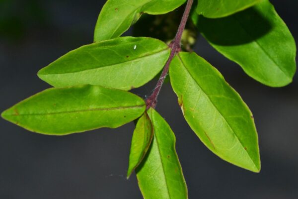 Ligustrum obtusifolium - Leaf