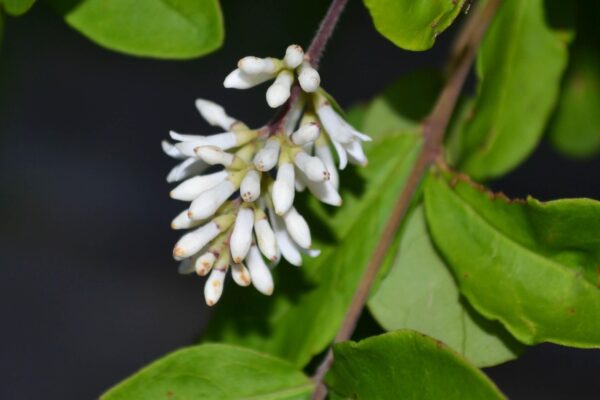 Ligustrum obtusifolium - Flower