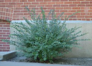 Ligustrum obtusifolium - Overall Summer Habit