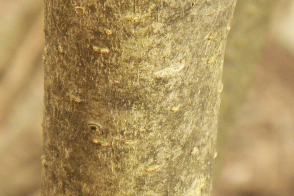 Ligustrum obtusifolium - Bark