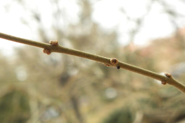 Ligustrum obtusifolium - Buds