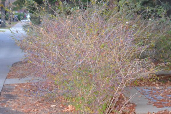 Ligustrum obtusifolium - Autumn Habit
