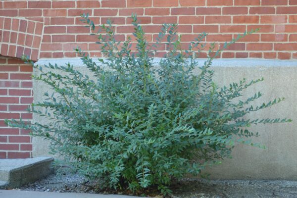 Ligustrum obtusifolium - Overall Summer Habit