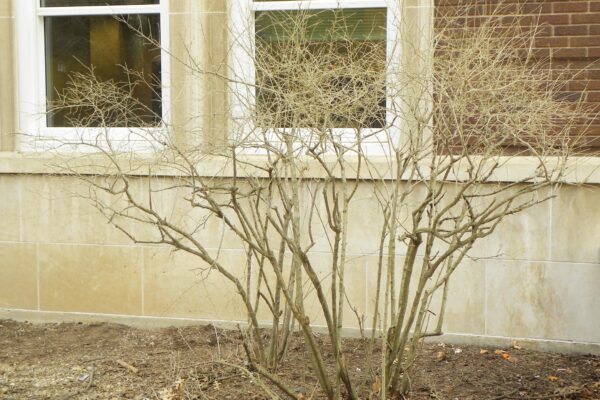 Ligustrum obtusifolium - Winter Habit