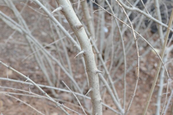 Ligustrum obtusifolium var. regelianum - Bark and Thorns