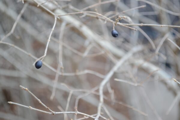 Ligustrum obtusifolium var. regelianum - Buds and Old Fruit