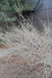 Ligustrum obtusifolium var. regelianum - Winter Habit