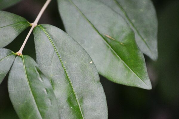 Ligustrum obtusifolium var. regelianum - Leaves