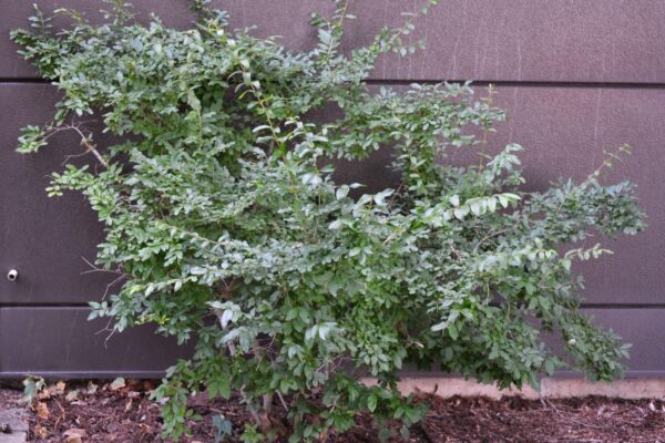 Ligustrum obtusifolium var. regelianum - Summer Habit