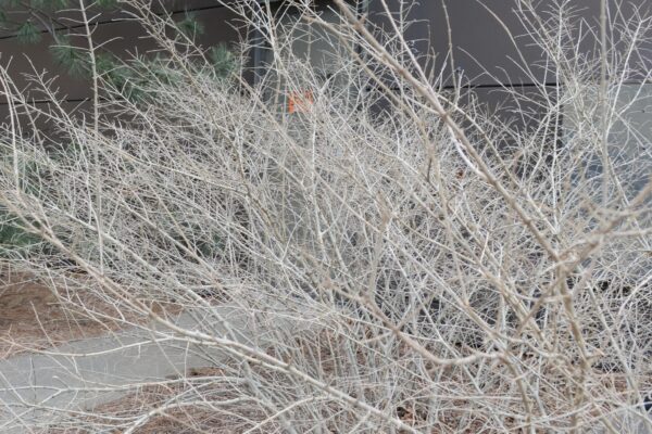 Ligustrum obtusifolium var. regelianum - Winter Habit