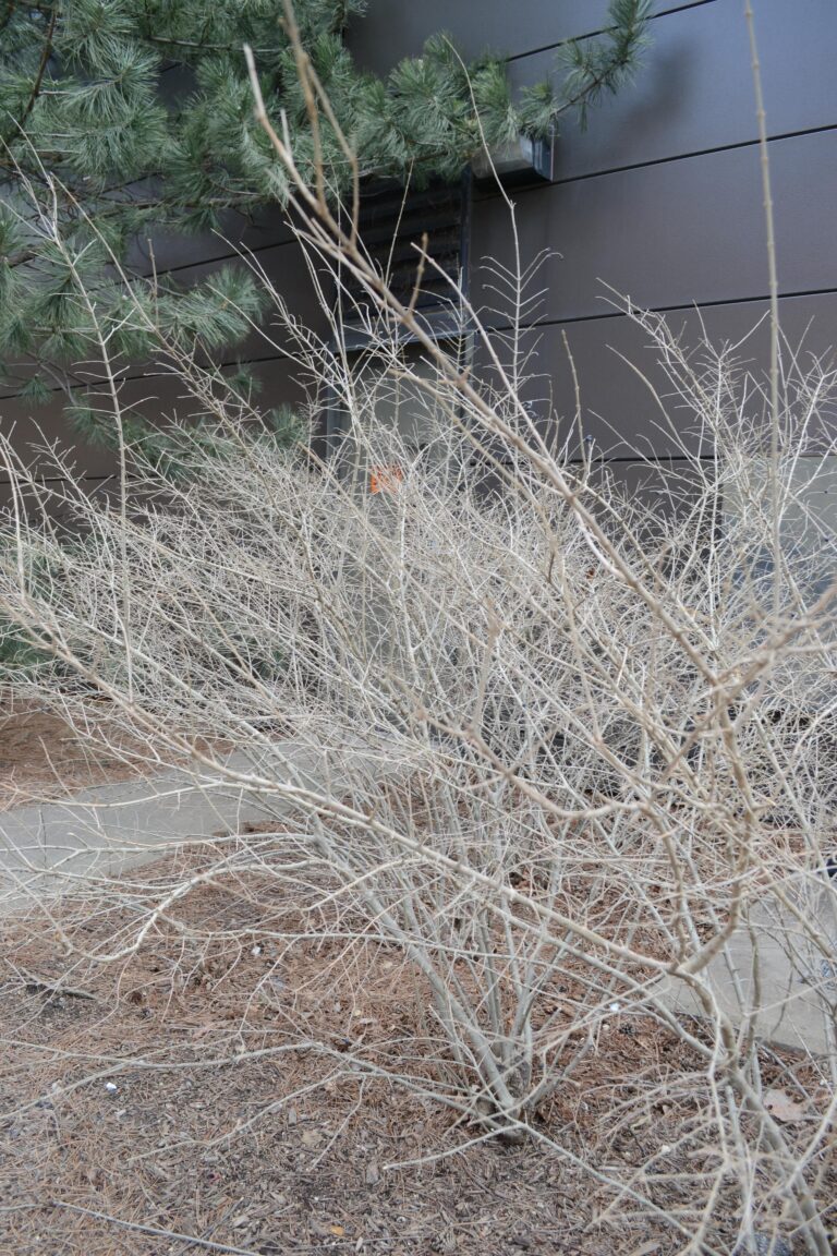 Ligustrum obtusifolium var. regelianum  Purdue Arboretum Explorer