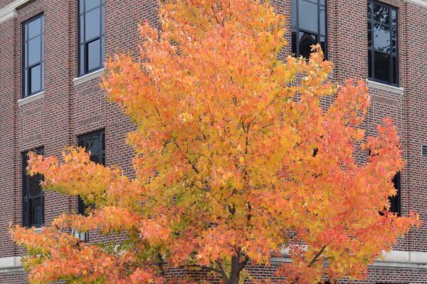 Liquidambar styraciflua - Habit - Fall
