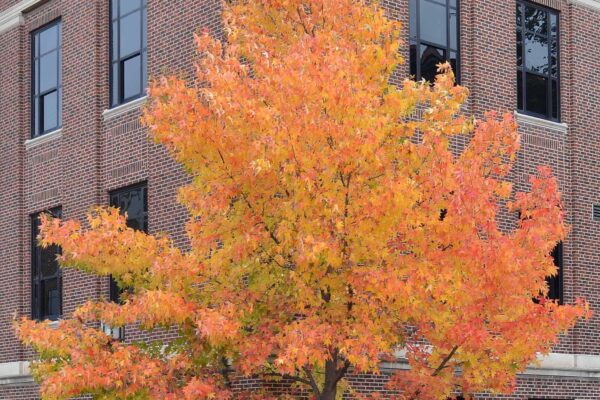 Liquidambar styraciflua - Habit - Fall