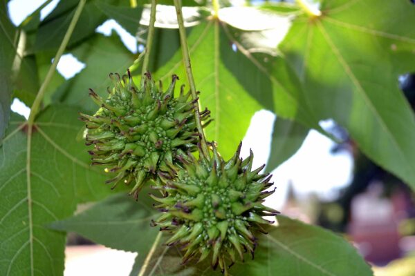 Liquidambar styraciflua - Unripe Fruit