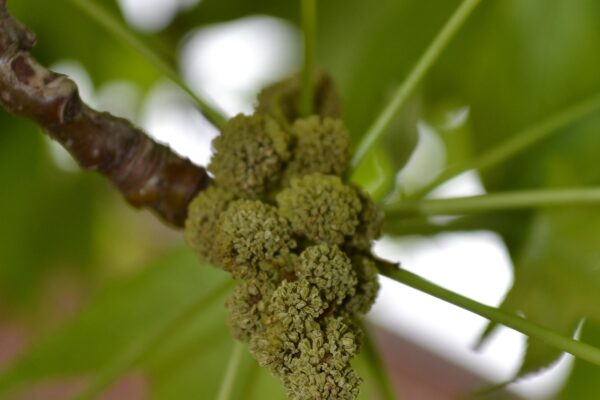 Liquidambar styraciflua - Flowers