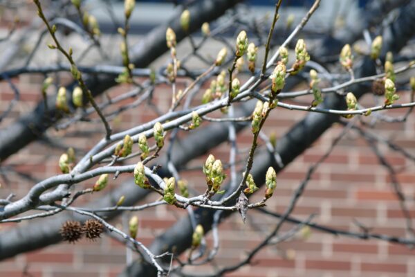 Liquidambar styraciflua - Buds in Spring