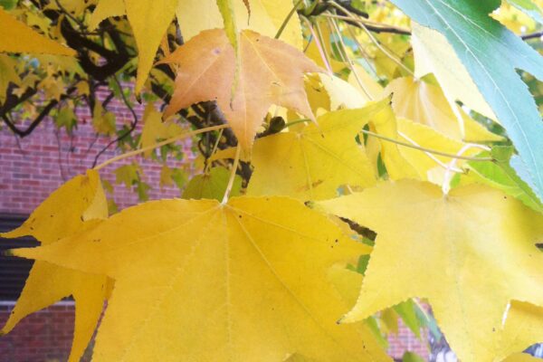 Liquidambar styraciflua - Fall Foliage