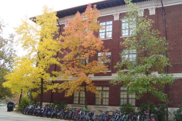 Liquidambar styraciflua - Variations in Fall Habit