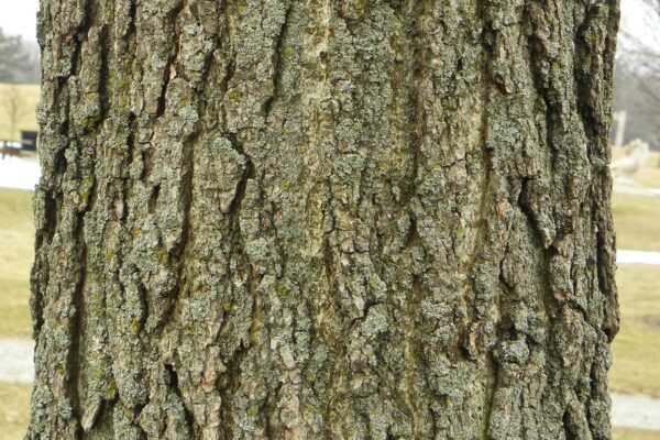 Liquidambar styraciflua - Bark