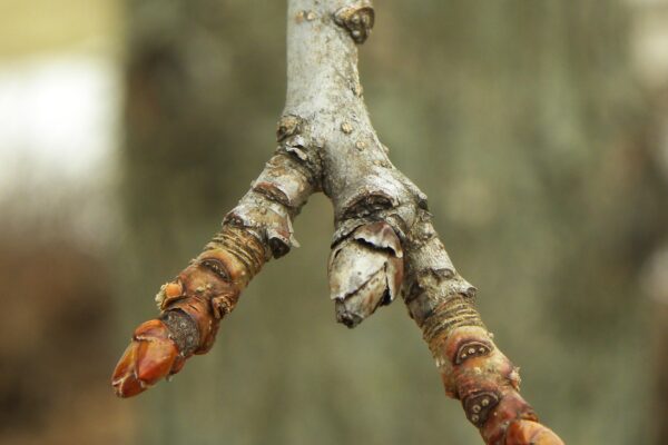 Liquidambar styraciflua - Buds