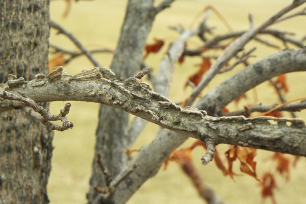 Liquidambar styraciflua - Winged Branches