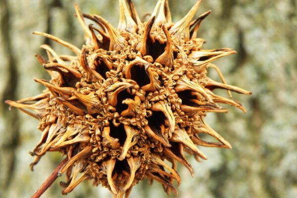 Liquidambar styraciflua - Old Fruit