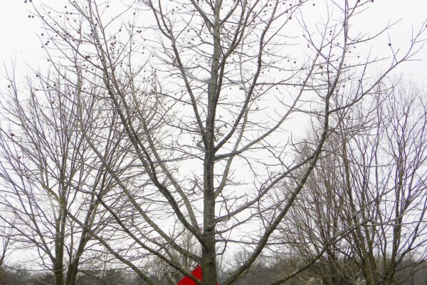 Liquidambar styraciflua - Winter Habit