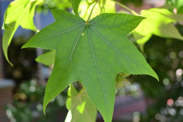 Liquidambar styraciflua - Leaf
