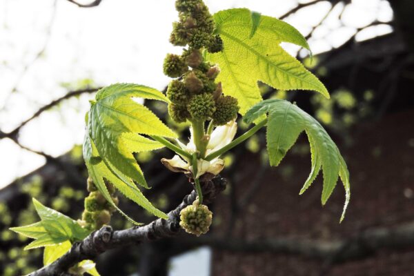 Liquidambar styraciflua - Flowers and Foliage