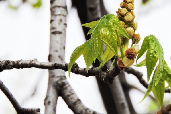 Liquidambar styraciflua - Flowers and Emerging Leaves