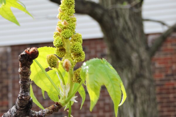 Liquidambar styraciflua - Flowers and Foliage