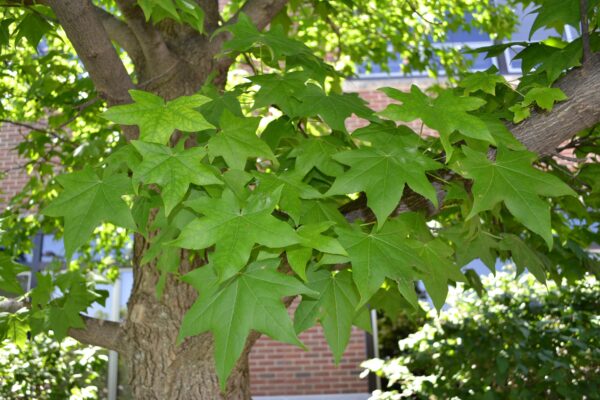 Liquidambar styraciflua - Foliage