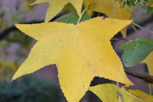 Liquidambar styraciflua - Fall Leaf