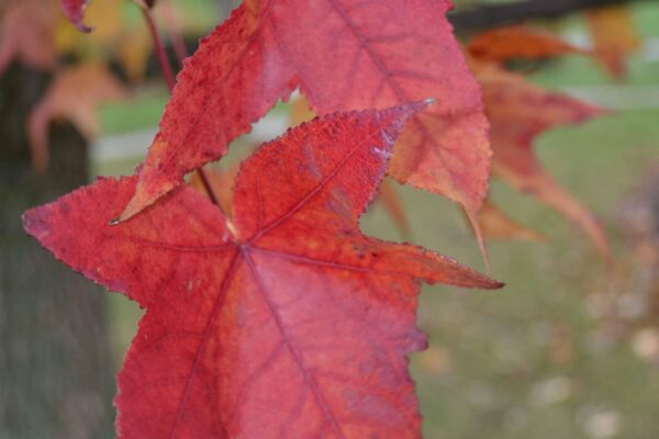 Liquidambar styraciflua - Fall Leaves