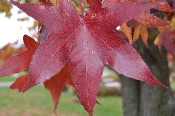 Liquidambar styraciflua - Fall Leaf