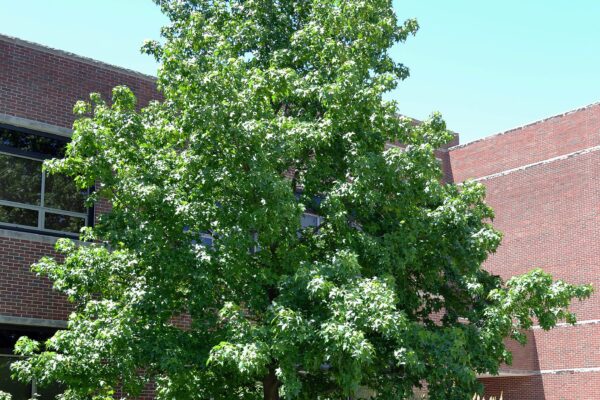 Liquidambar styraciflua - Habit - Summer