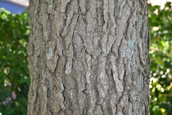 Liquidambar styraciflua - Bark