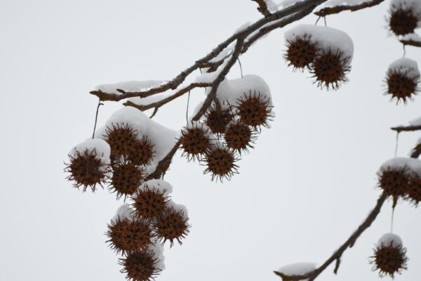 Liquidambar styraciflua - Fruits in Winter
