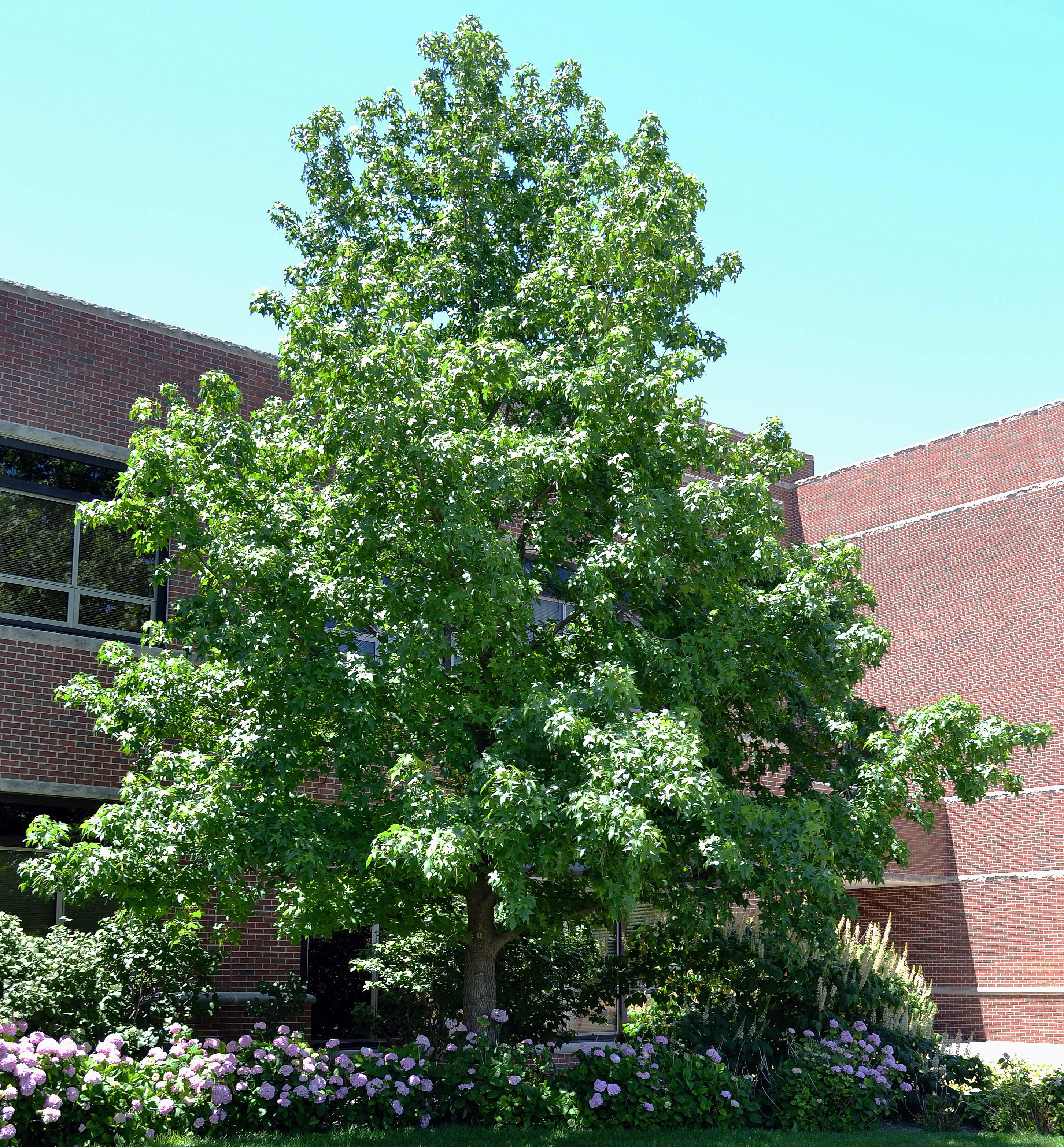 Styraciflua Tree Liquidambar styraciflua (American Sweetgum) – Purdue Arboretum Explorer