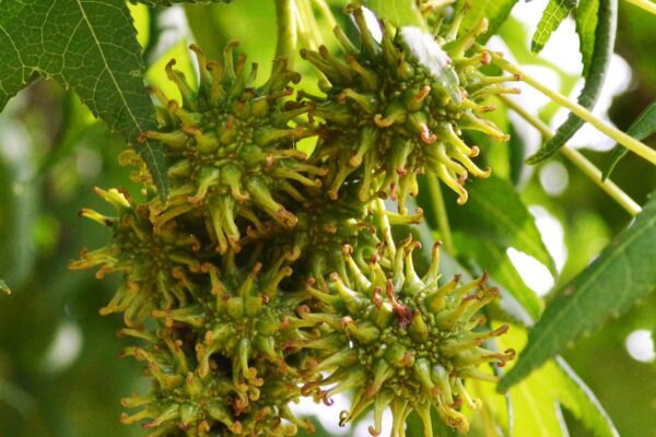 Liquidambar styraciflua ′Ward′ [sold as Cherokee™] - Fruit