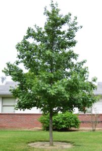 Liquidambar styraciflua ′Ward′ [sold as Cherokee™] - Overall Habit