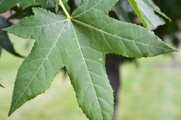 Liquidambar styraciflua ′Ward′ [sold as Cherokee™] - Leaf