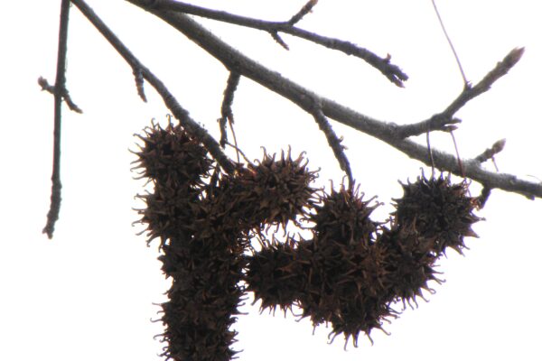 Liquidambar styraciflua ′Ward′ [sold as Cherokee™] - Mature Fruit in Winter