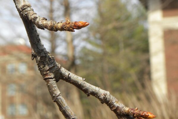 Liquidambar styraciflua ′Ward′ [sold as Cherokee™] - Buds