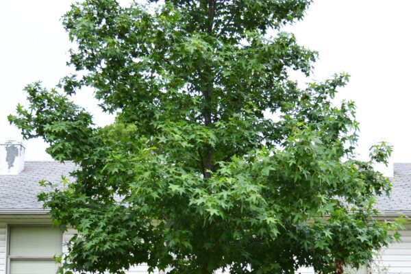 Liquidambar styraciflua ′Ward′ [sold as Cherokee™] - Overall Habit