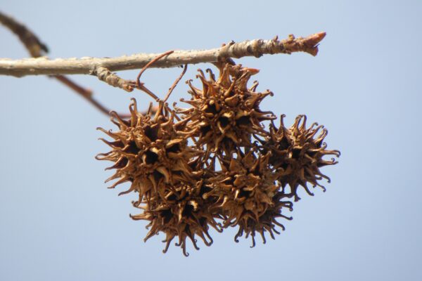 Liquidambar styraciflua ′Ward′ [sold as Cherokee™] - Buds and Old Fruit