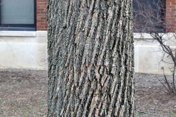 Liriodendron tulipifera - Bark